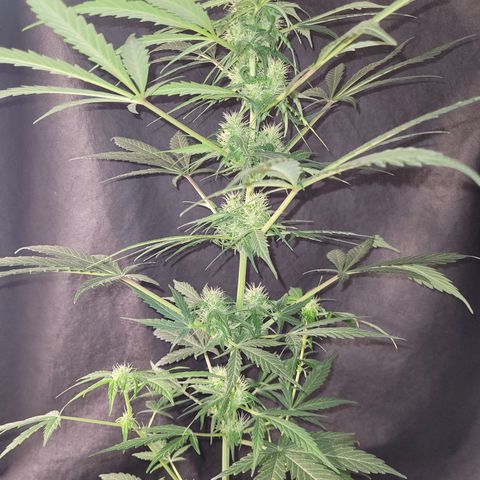 Toad Venom 1 2025/26 growlog timeline photo