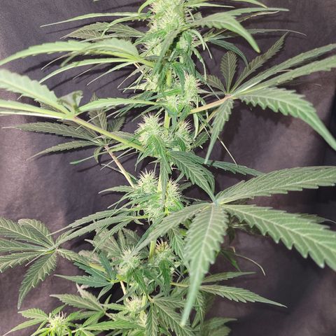 Toad Venom 1 2025/26 growlog timeline photo