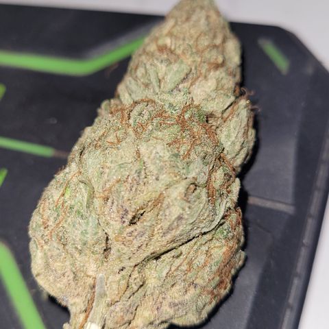 Gurllia Cookie 2025 growlog timeline photo