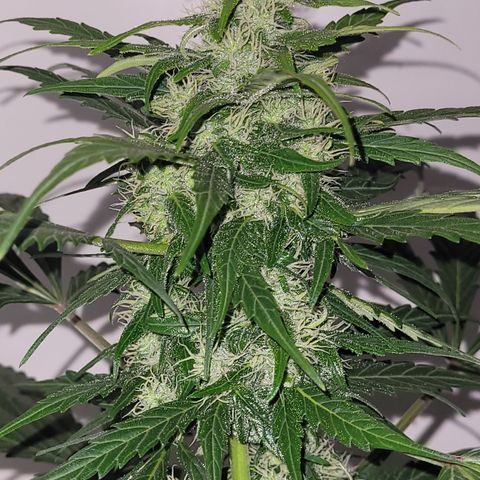 Toad Venom 2 2025/26 growlog timeline photo