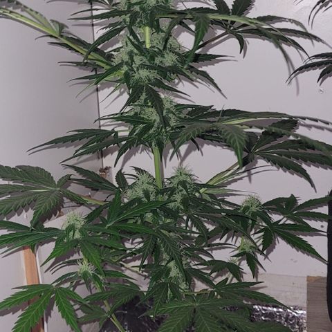 Toad Venom 2 2025/26 growlog timeline photo