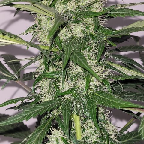 Toad Venom 2 2025/26 growlog timeline photo