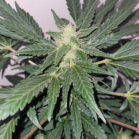 Toad Venom 1 2025/26 growlog timeline photo