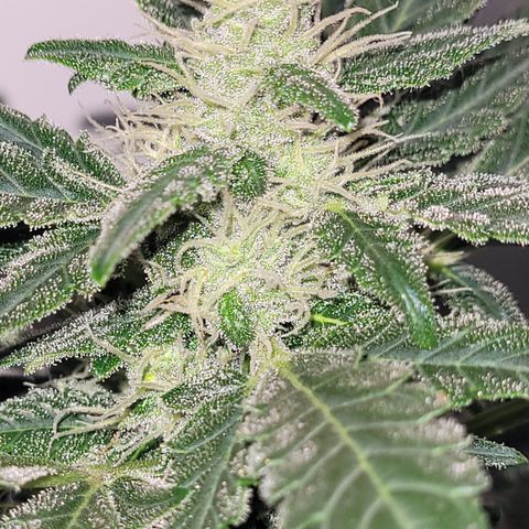 Toad Venom 1 2025/26 growlog timeline photo