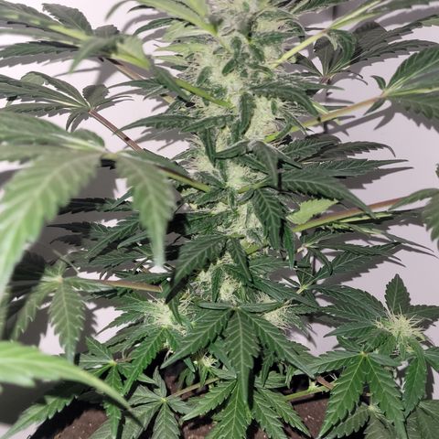Toad Venom 1 2025/26 growlog timeline photo