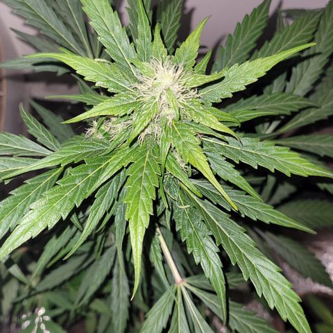 Toad Venom 2 2025/26 growlog timeline photo
