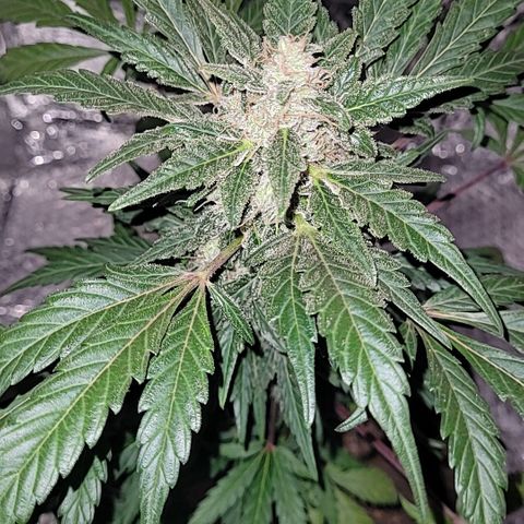 Toad Venom 1 2025/26 growlog timeline photo