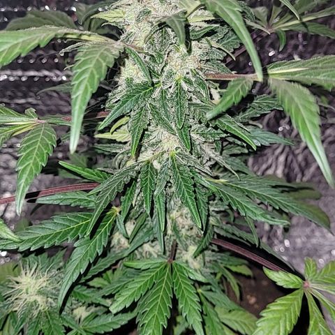 Toad Venom 1 2025/26 growlog timeline photo