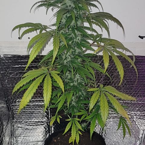 Toad Venom 2 2025/26 growlog timeline photo