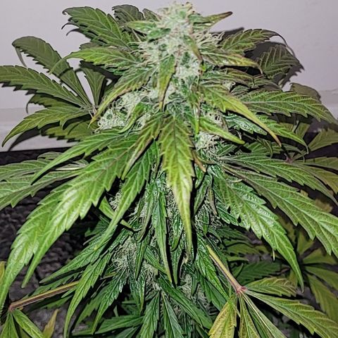 Toad Venom 2 2025/26 growlog timeline photo
