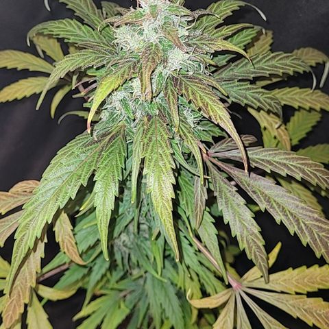 Toad Venom 2 2025/26 growlog timeline photo