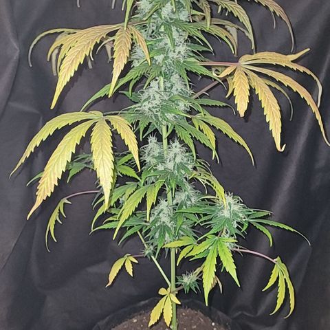 Toad Venom 2 2025/26 growlog timeline photo