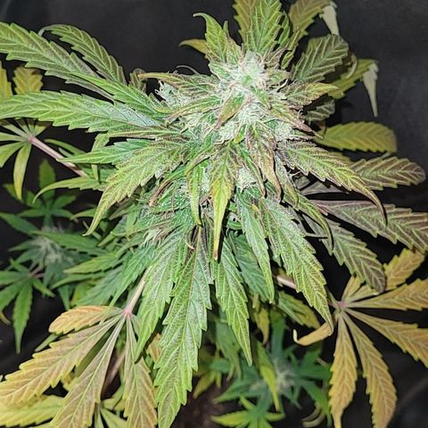 Toad Venom 2 2025/26 growlog timeline photo