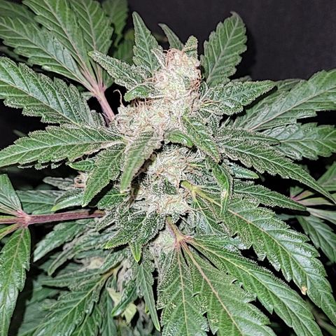 Toad Venom 1 2025/26 growlog timeline photo