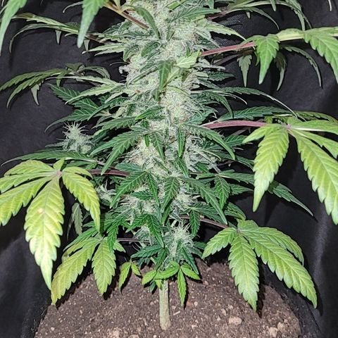 Toad Venom 1 2025/26 growlog timeline photo