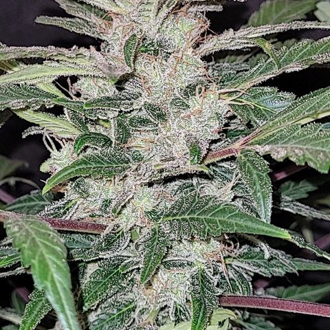 Toad Venom 1 2025/26 growlog timeline photo