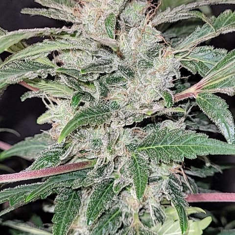 Toad Venom 1 2025/26 growlog timeline photo