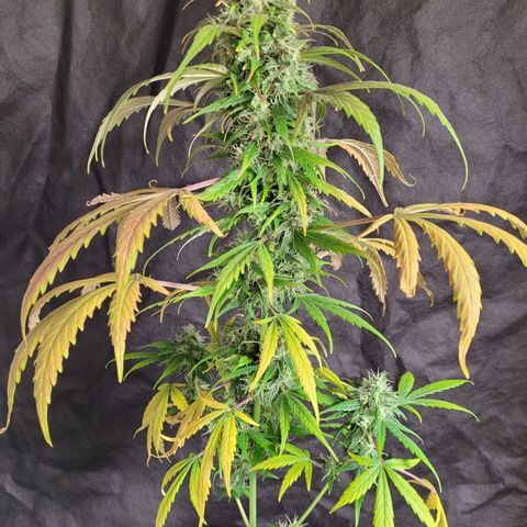 Toad Venom 2 2025/26 growlog timeline photo