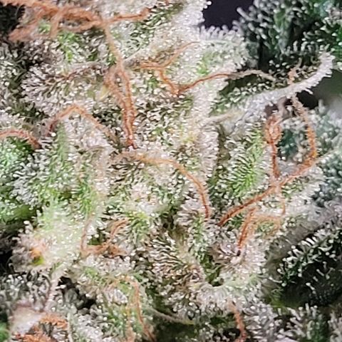 Toad Venom 1 2025/26 growlog timeline photo
