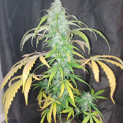 Toad Venom 2 2025/26 growlog timeline photo