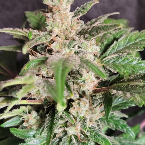 Toad Venom 1 2025/26 growlog timeline photo