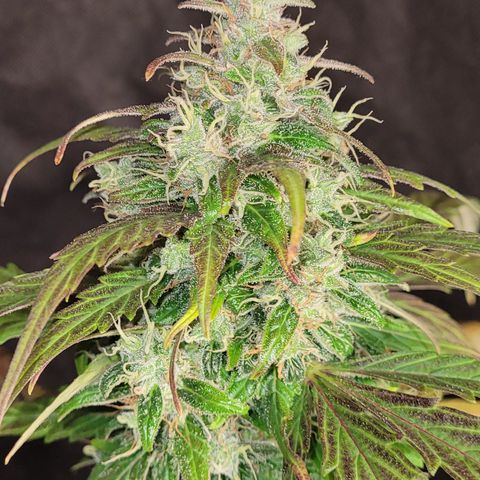 Toad Venom 2 2025/26 growlog timeline photo