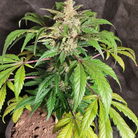 Toad Venom 1 2025/26 growlog timeline photo