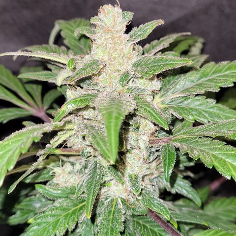 Toad Venom 1 2025/26 growlog timeline photo