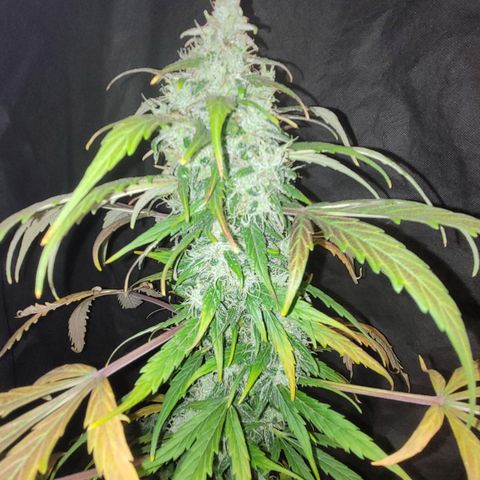 Toad Venom 2 2025/26 growlog timeline photo