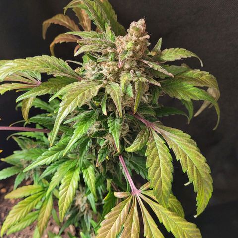 Toad Venom 1 2025/26 growlog timeline photo