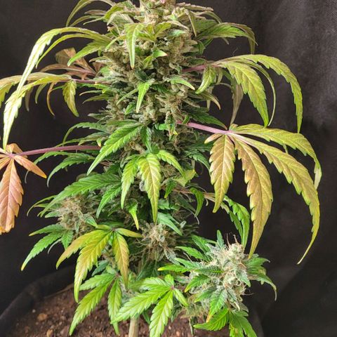 Toad Venom 1 2025/26 growlog timeline photo