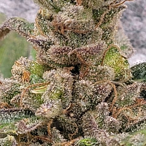 Toad Venom 1 2025/26 growlog timeline photo