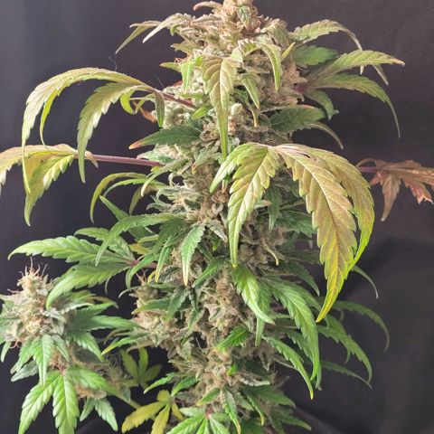 Toad Venom 1 2025/26 growlog timeline photo