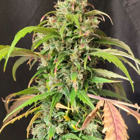 Toad Venom 2 2025/26 growlog timeline photo