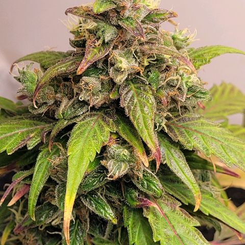 Toad Venom 2 2025/26 growlog timeline photo