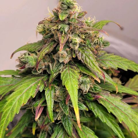 Toad Venom 2 2025/26 growlog timeline photo