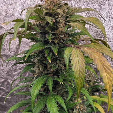 Toad Venom 1 2025/26 growlog timeline photo