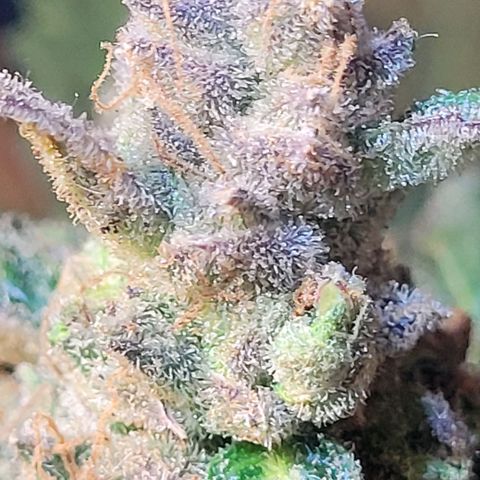 Toad Venom 1 2025/26 growlog timeline photo