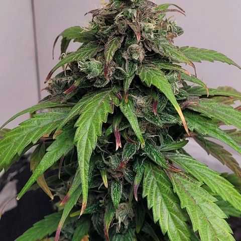 Toad Venom 2 2025/26 growlog timeline photo