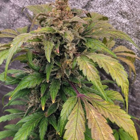 Toad Venom 1 2025/26 growlog timeline photo