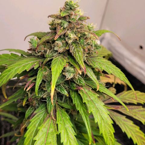 Toad Venom 2 2025/26 growlog timeline photo