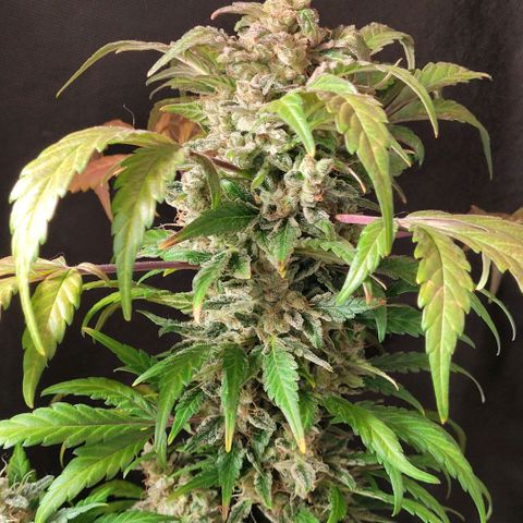 Toad Venom 1 2025/26 growlog timeline photo