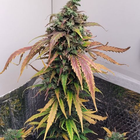 Toad Venom 2 2025/26 growlog timeline photo