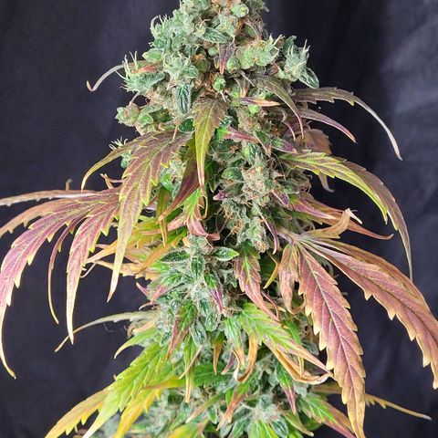 Toad Venom 2 2025/26 growlog timeline photo