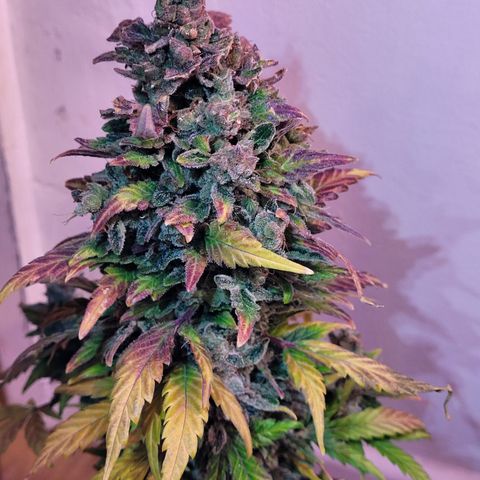Toad Venom 1 2025/26 growlog timeline photo