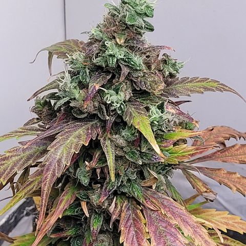 Toad Venom 2 2025/26 growlog timeline photo