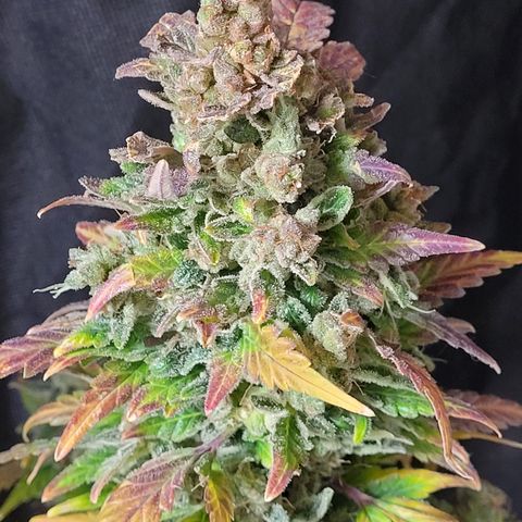 Toad Venom 1 2025/26 growlog timeline photo