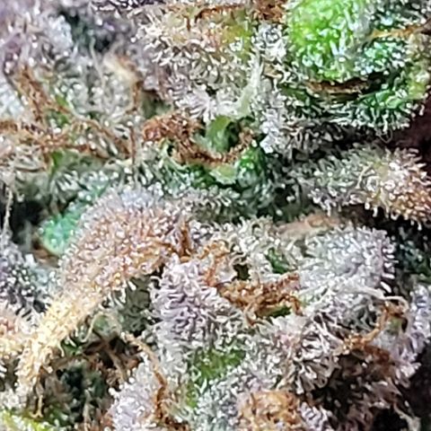 Toad Venom 1 2025/26 growlog timeline photo