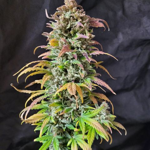 Toad Venom 1 2025/26 growlog timeline photo