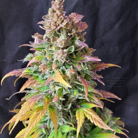 Toad Venom 1 2025/26 growlog timeline photo